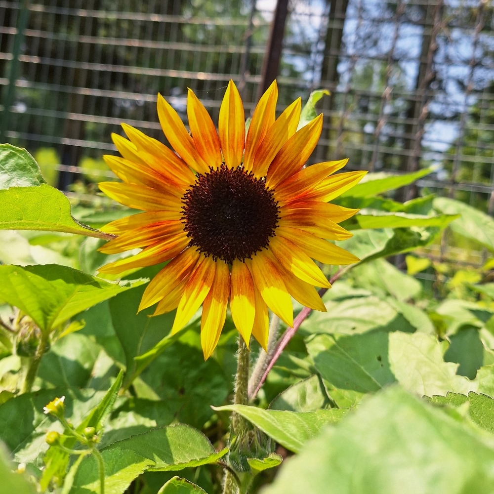 Meet your Posher, Sherri